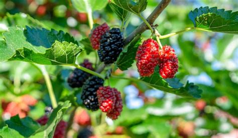 where to find fresh mulberries.